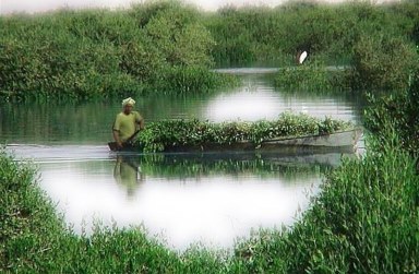 گزارش مکتوب؛ جنگل&zwnj;های حرا؛آب شیرین کن طبیعی در سواحل هرمزگان