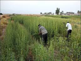 برداشت کنجد در حمیدیه