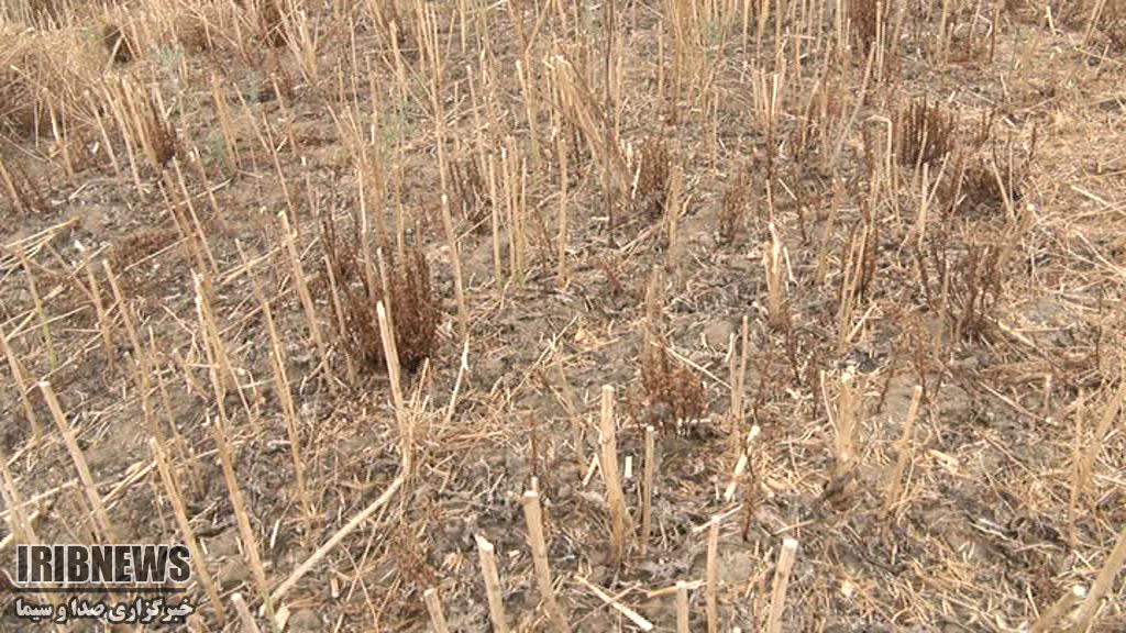 دردسر های عجیب گل جالیز