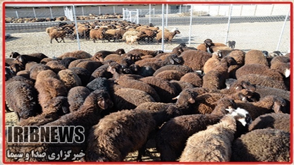 نظارت 30 اکیپ دامپزشکی بر ذبح دام های قربانی نظارت 30 اکیپ دامپزشکی بر ذبح دام های قربانی