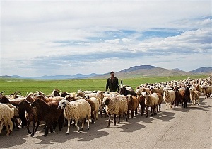 آغازکوچ بهاره عشایر مسجدسلیمان