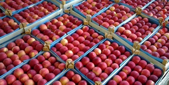 صادرات ۳۰ هزارتن سیب اشنویه به کشور&zwnj;های خارجی