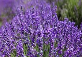 کاشت نشای گیاه دارویی اسطوخودوس در شهرستان آباده کاشت نشای گیاه دارویی اسطوخودوس در شهرستان آباده