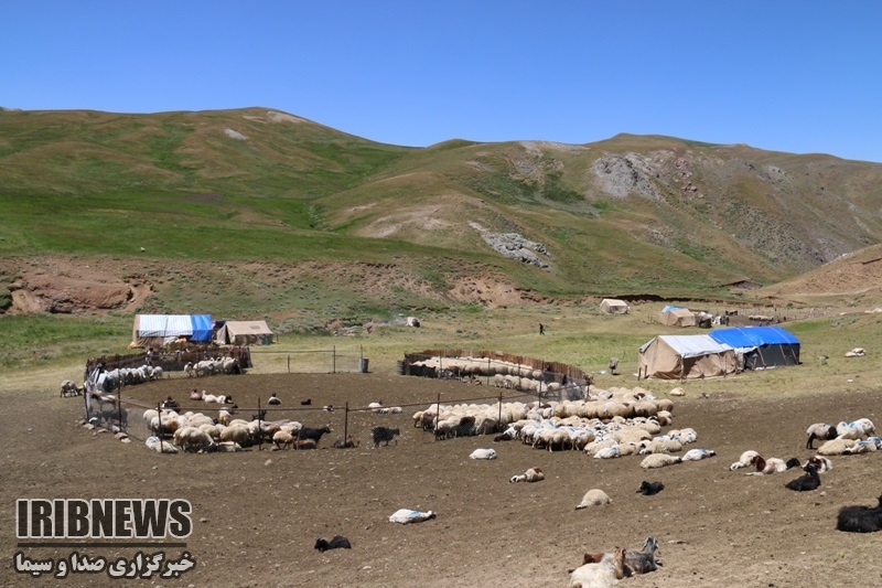 کوچ 1200 خانوارعشایری به مناطق ییلاقی مهاباد کوچ 1200 خانوارعشایری به مناطق ییلاقی مهاباد