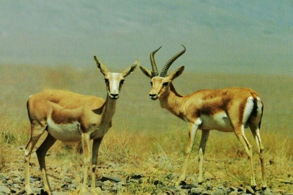 افزایش 35 درصدی جمعیت آهو در سبزوار