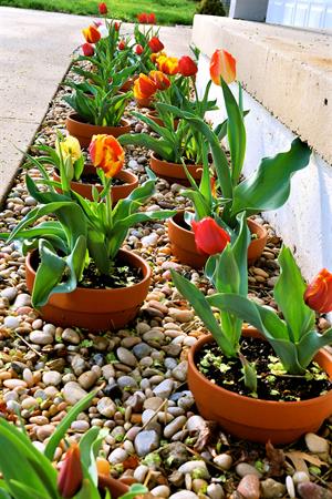 ۷ ایده&zwnj;ی زیبا برای طراحی بستر گل