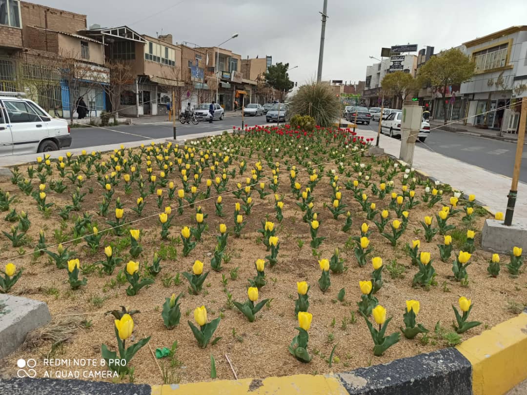 خودنمایی ۲ هزار لاله در بهار ۱۴۰۰ خودنمایی ۲ هزار لاله در بهار ۱۴۰۰