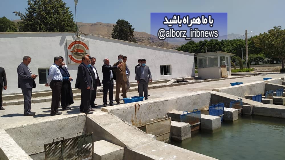 تولید سالانه 300 تن ماهی قزل آلا در ماهی سرای کرج تولید سالانه 300 تن ماهی قزل آلا در ماهی سرای کرج