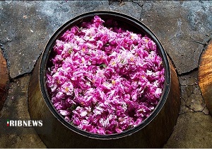 رایحه گل و گلاب با درآمد میلیونی