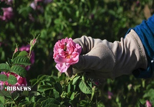 رایحه گل و گلاب با درآمد میلیونی