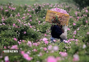 رایحه گل و گلاب با درآمد میلیونی