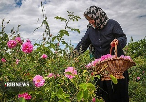 رایحه گل و گلاب با درآمد میلیونی