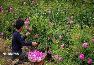 رایحه گل و گلاب با درآمد میلیونی