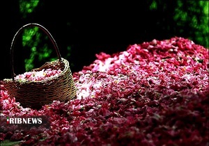 رایحه گل و گلاب با درآمد میلیونی