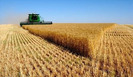 آغاز برداشت گندم در ممسنی