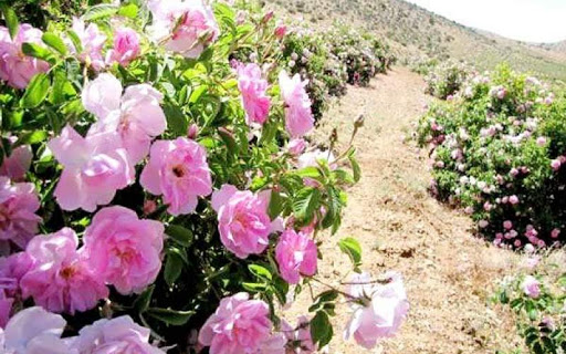 برداشت گل محمدی در سخوید+ فیلم برداشت گل محمدی در سخوید+ فیلم