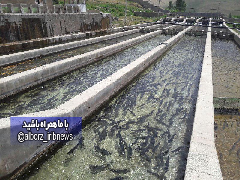 بی نیازی از واردات اتو واکسن آبزیان با تولید داخلی