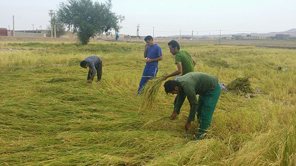 پیش بینی برداشت ۱۶ هزار تن شلتوک از شالیزارهای چرام پیش بینی برداشت ۱۶ هزار تن شلتوک از شالیزارهای چرام