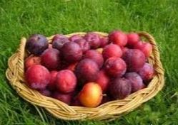 از خواب&zwnj;آوری گیلاس تا آرام&zwnj; بخشی هلو