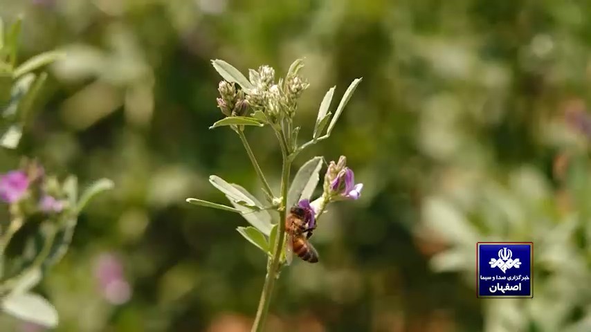 نیشِ نوش نیشِ نوش
