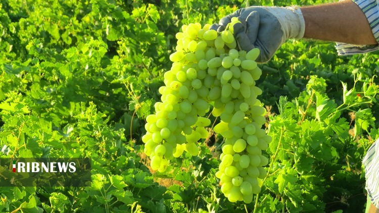 برداشت انگور از تاکستان های کهگیلویه