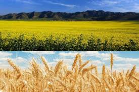 خرید تضمینی گندم و کلزا در استان یزد&nbsp;