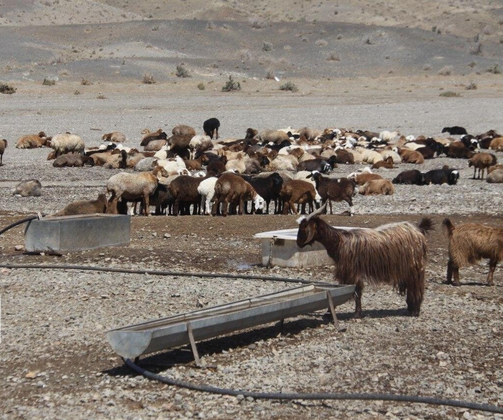 آغاز کوچ عشایر مهاباد به مناطق قشلاقی آغاز کوچ عشایر مهاباد به مناطق قشلاقی