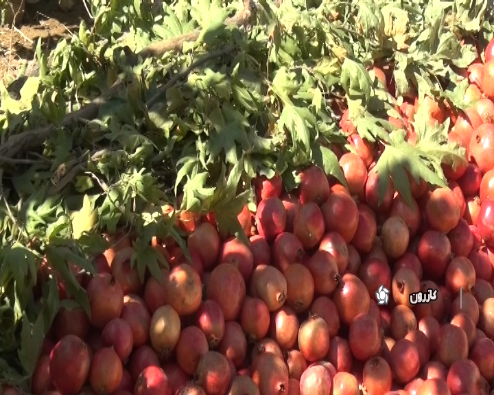 نگهداری انار در دل زمین نگهداری انار در دل زمین