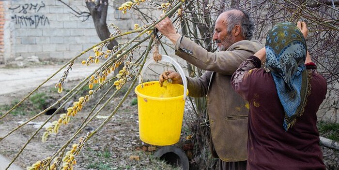 شمیم بیدمشک در کوچه باغ های ارومیه