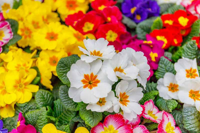 گل&zwnj;هایی به حال و هوای بهاری برای عید نوروز