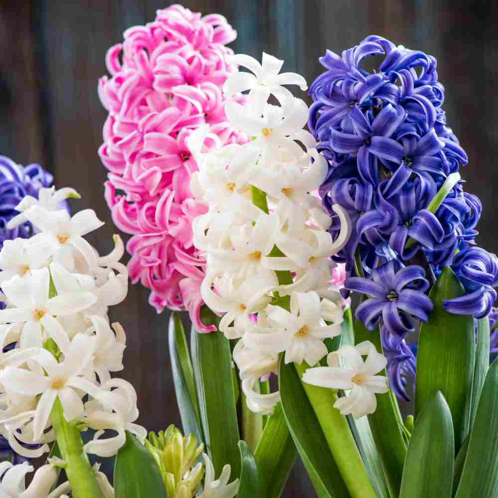 گل&zwnj;هایی به حال و هوای بهاری برای عید نوروز