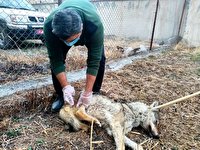 مداوای گرگ خاکستری مصدوم در خوی