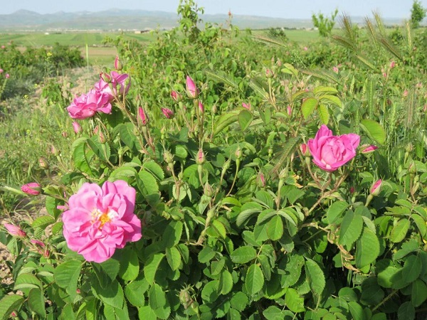 گلستان&zwnj;های معطر گل محمدی کوهین + فیلم