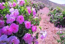 موسم خرمن خوش رنگ و بوی گلکاران آذربایجان غربی