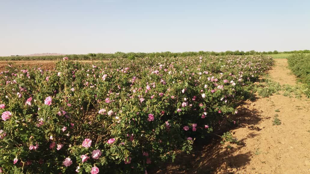 آغاز برداشت گل محمدی در مه ولات آغاز برداشت گل محمدی در مه ولات