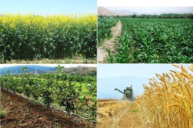 بیمه 235 هزار هکتار اراضی کشاورزی آذربایجان شرقی بیمه 235 هزار هکتار اراضی کشاورزی آذربایجان شرقی