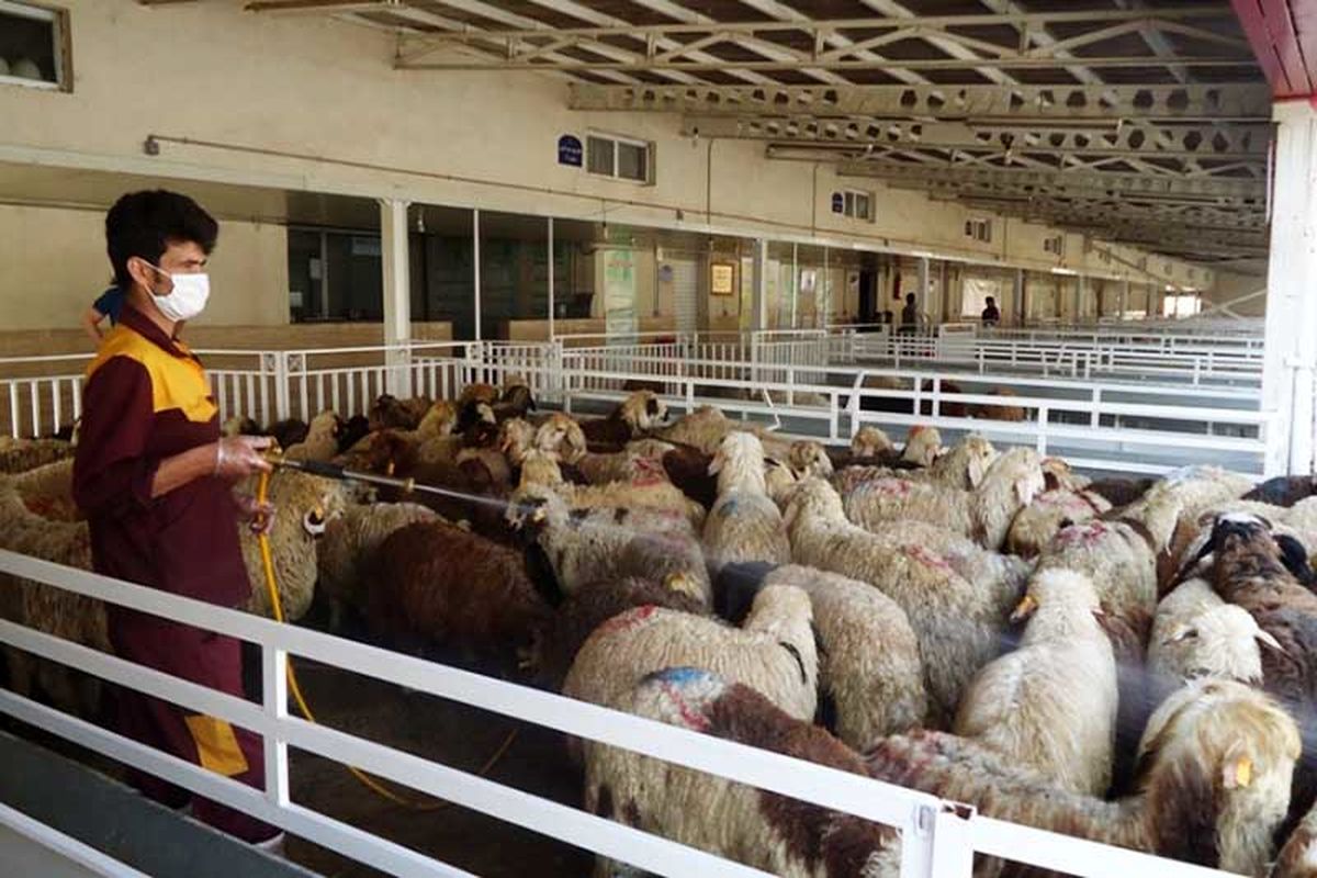 دام مورد نیاز برای &laquo;عید قربان&raquo; در شهر تهران عرضه می شود
