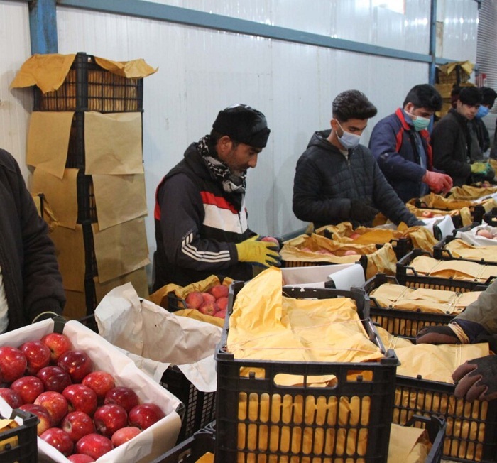 کاهش ذخایر سیب در سردخانههای مهاباد به ۶۸ هزار تُن کاهش ذخایر سیب در سردخانههای مهاباد به ۶۸ هزار تُن