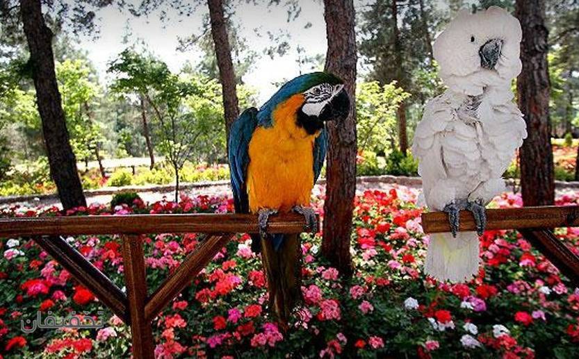 باغی برای پرندگان
