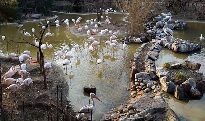 باغی برای پرندگان
