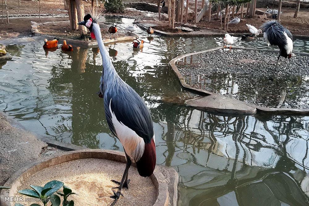 باغی برای پرندگان