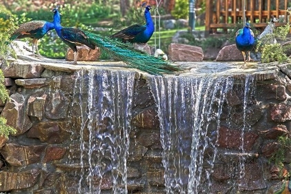 باغی برای پرندگان