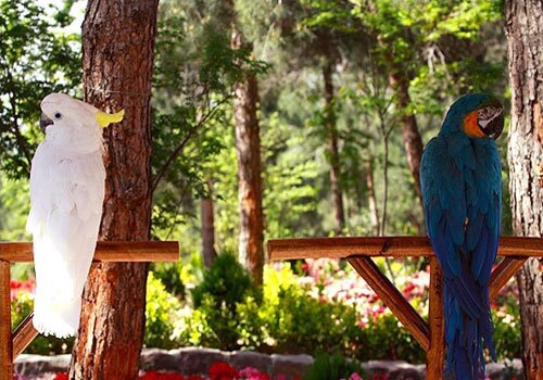 باغی برای پرندگان