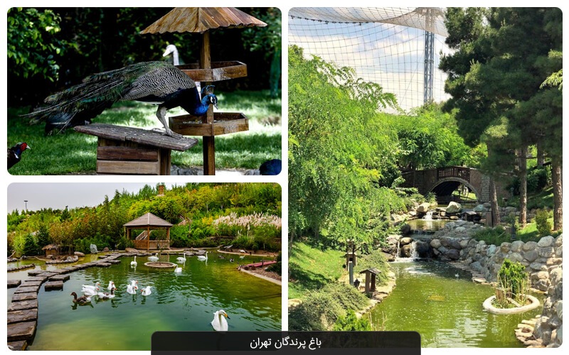 باغی برای پرندگان