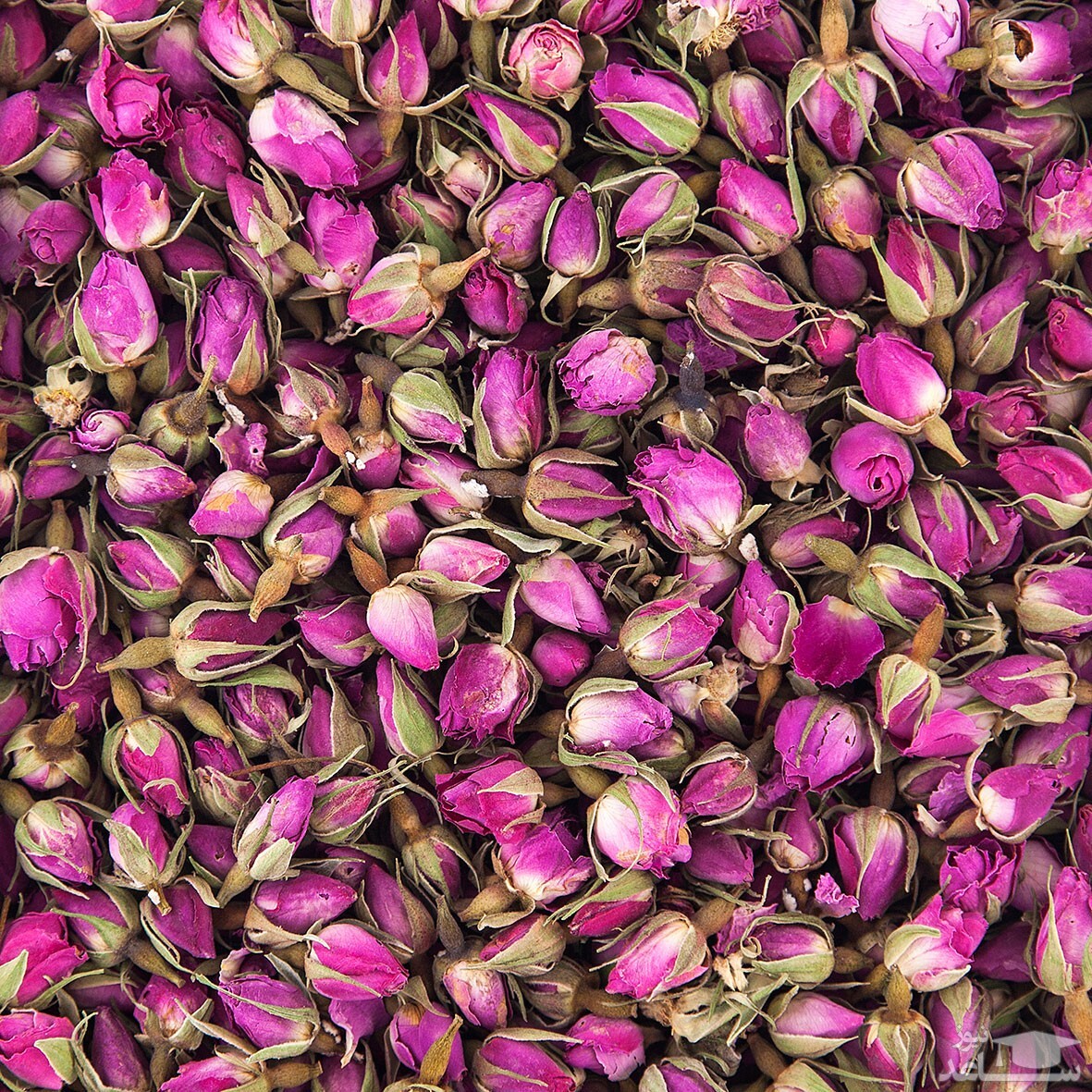 گل محمدی