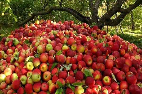 سیب و خواصی که برای تک تک اعضای بدن دارد سیب و خواصی که برای تک تک اعضای بدن دارد