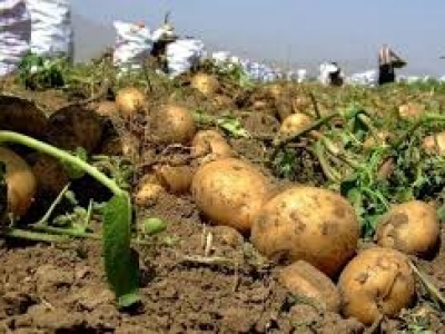 کشت سیب زمینی در حمیدیه کشت سیب زمینی در حمیدیه