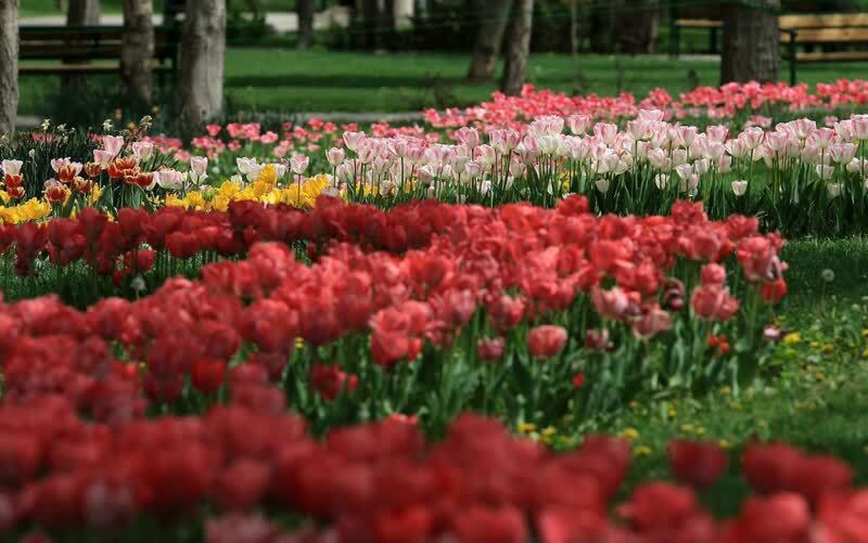 کاشت ۸۰۰ هزار گل گلدانی در بجنورد کاشت ۸۰۰ هزار گل گلدانی در بجنورد