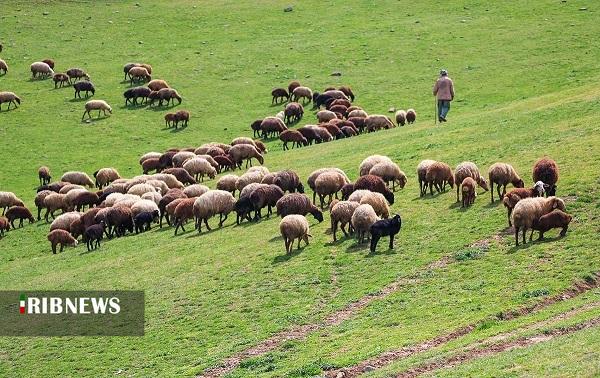 ۱۰۷ طرح مرتعداری برای عشایر خراسان شمالی تهیه شد ۱۰۷ طرح مرتعداری برای عشایر خراسان شمالی تهیه شد