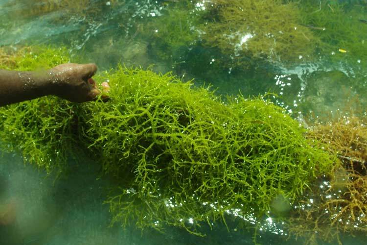 فعالیت ۱۳ طرح علمی در حوزه آبزیان و جلبکهای دریایی چابهار فعالیت ۱۳ طرح علمی در حوزه آبزیان و جلبکهای دریایی چابهار
